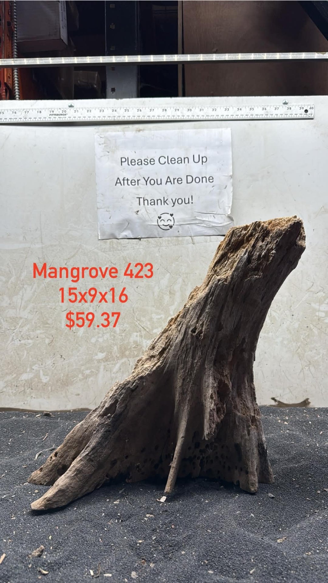 Mangrove Tree Stump 423