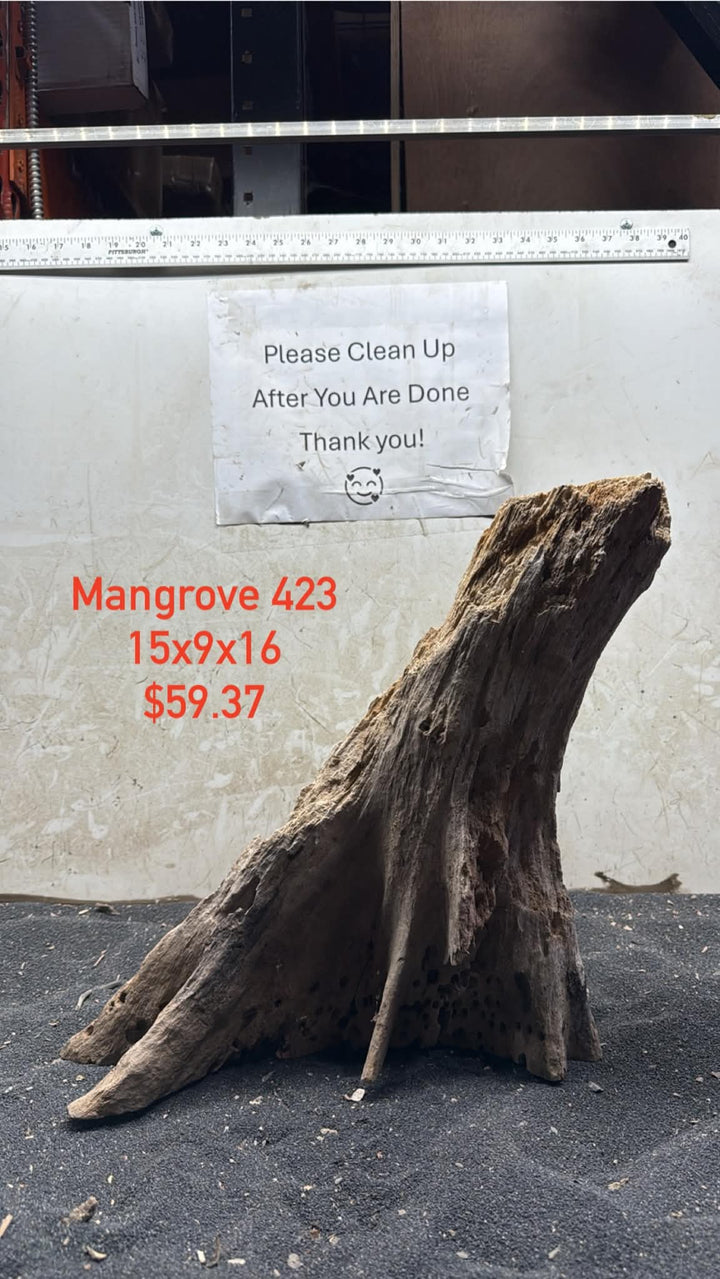 Mangrove Tree Stump 423