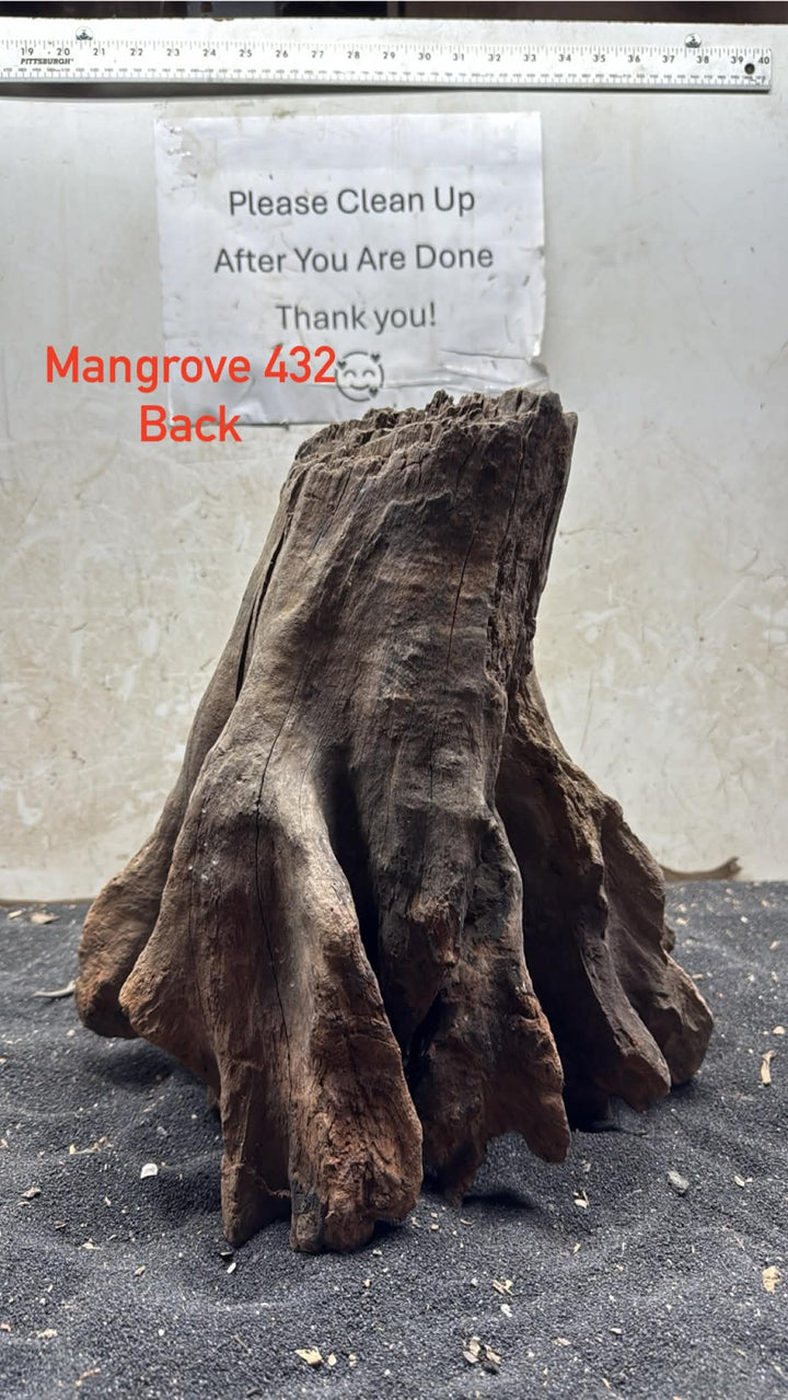 Mangrove Tree Stump 432