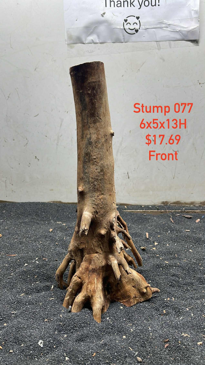 Mangrove Tree Stump 077