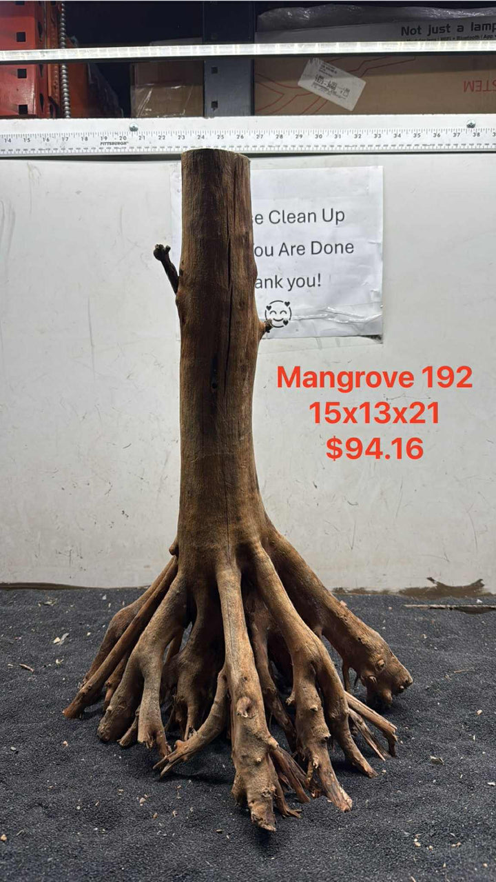 Mangrove Tree Stump 192