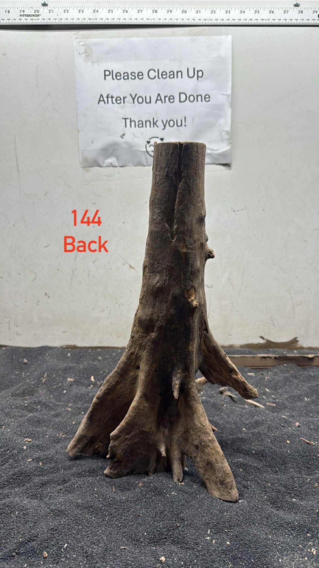 Mangrove Tree Stump 144