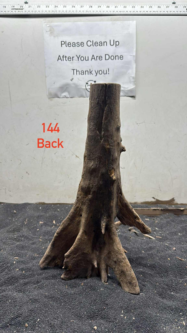 Mangrove Tree Stump 144