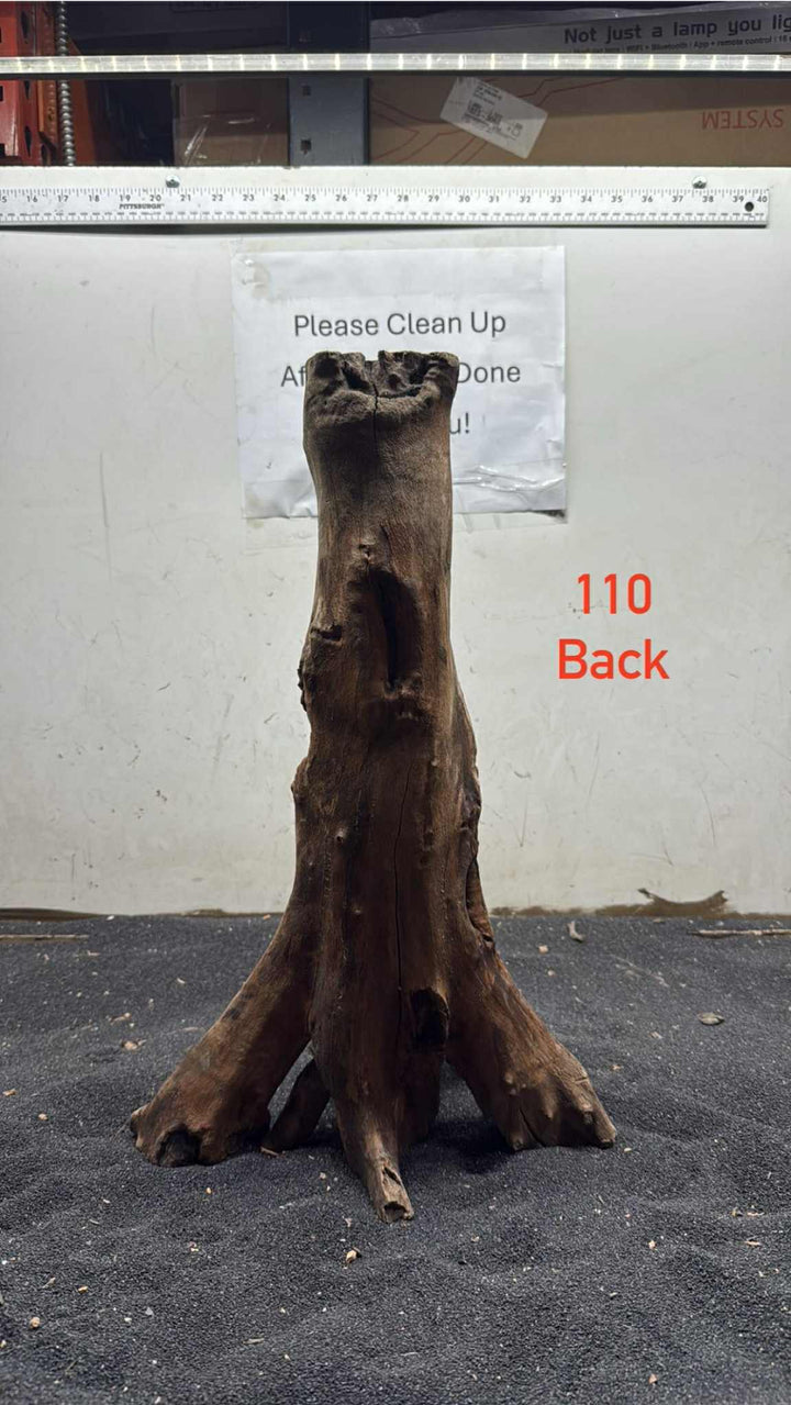Mangrove Tree Stump 110