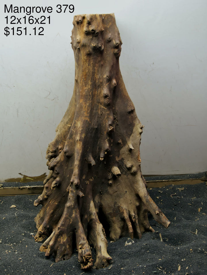 Mangrove Tree Stump 379
