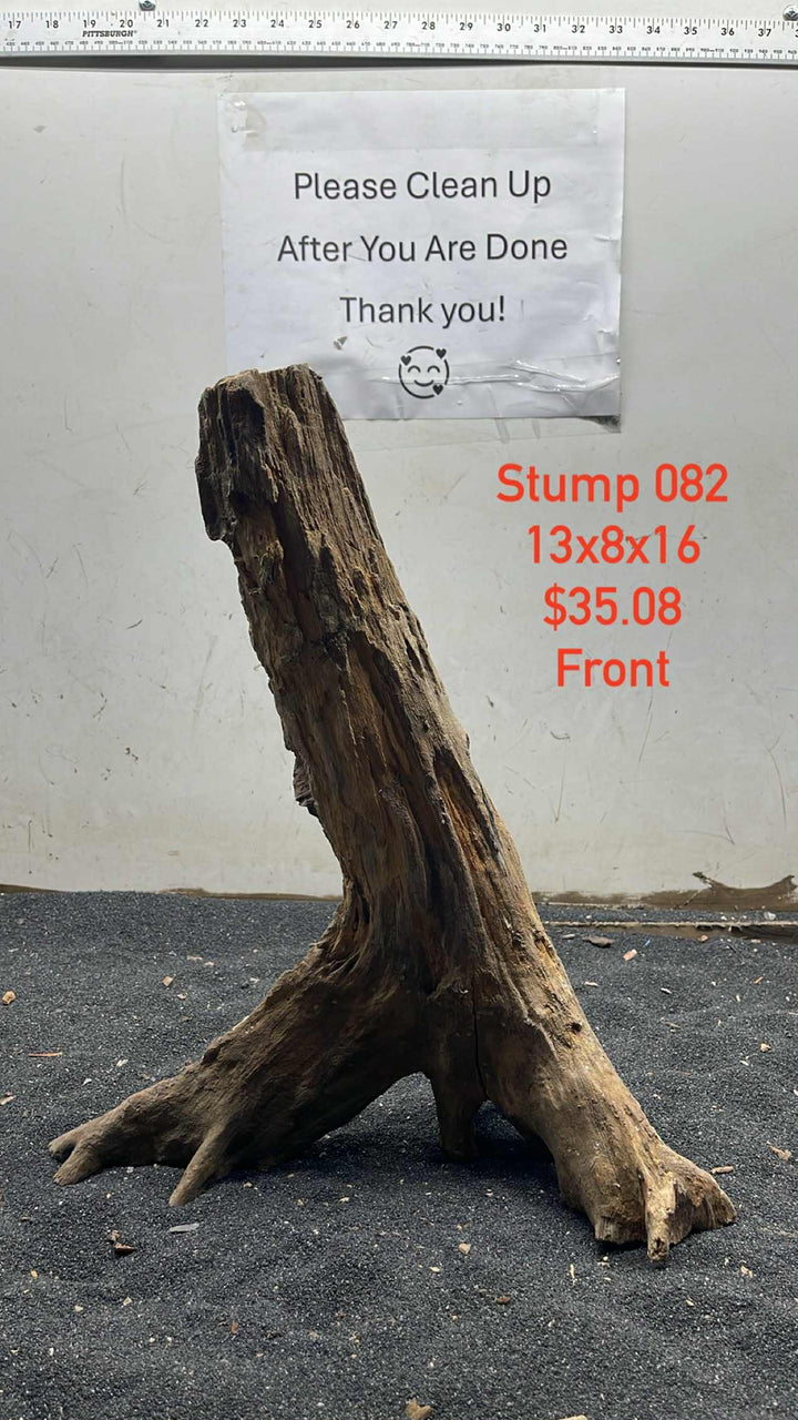 Mangrove Tree Stump 082