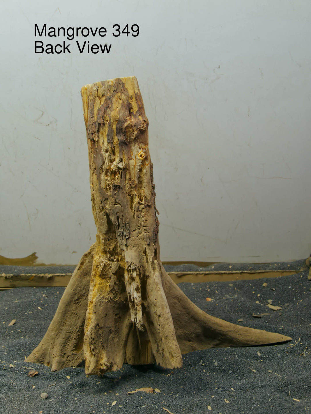 Mangrove Tree Stump 349
