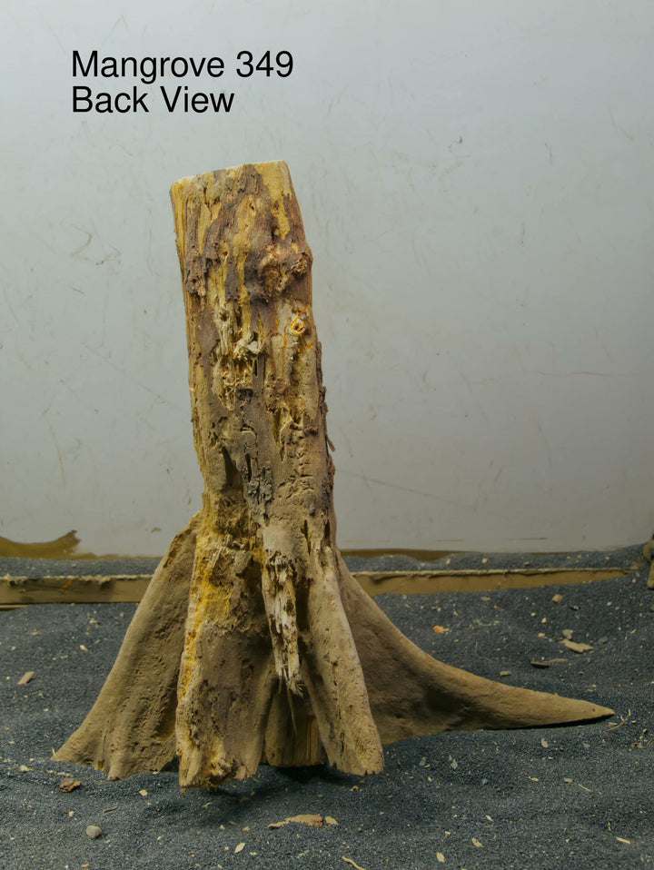 Mangrove Tree Stump 349