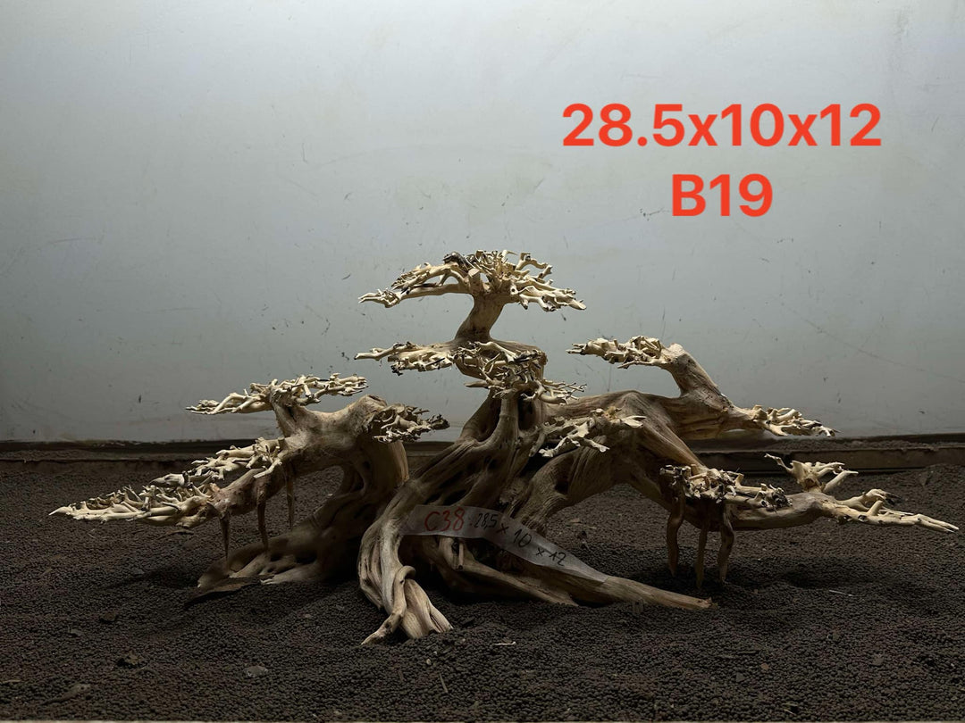 Bonsai Driftwood B19