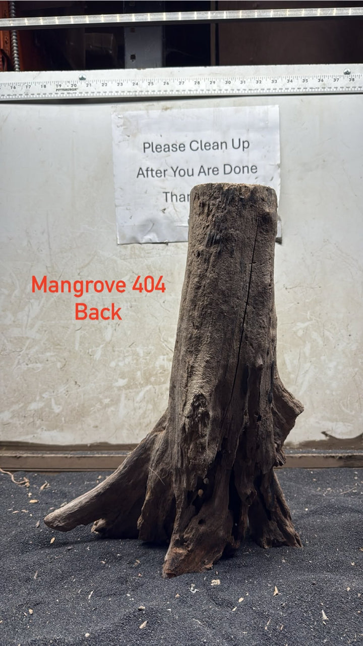 Mangrove Tree Stump 404