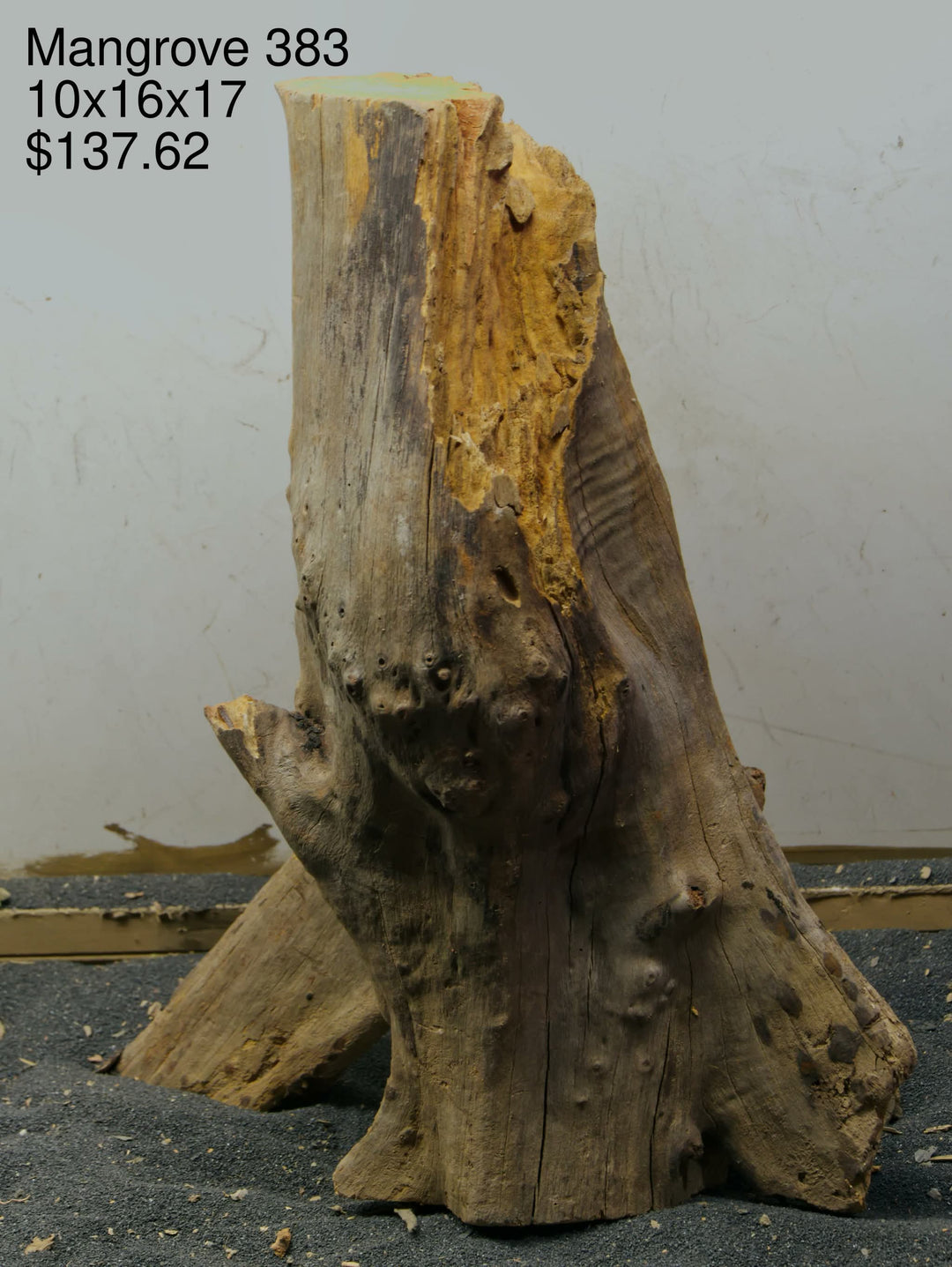 Mangrove Tree Stump 383