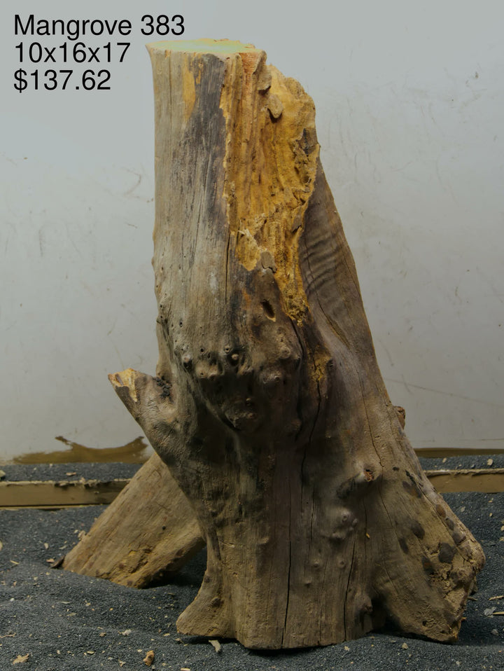 Mangrove Tree Stump 383