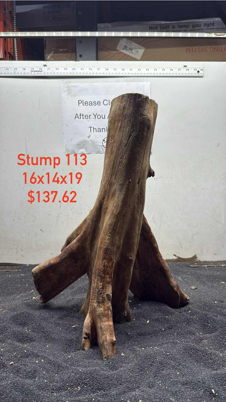 Mangrove Tree Stump 113