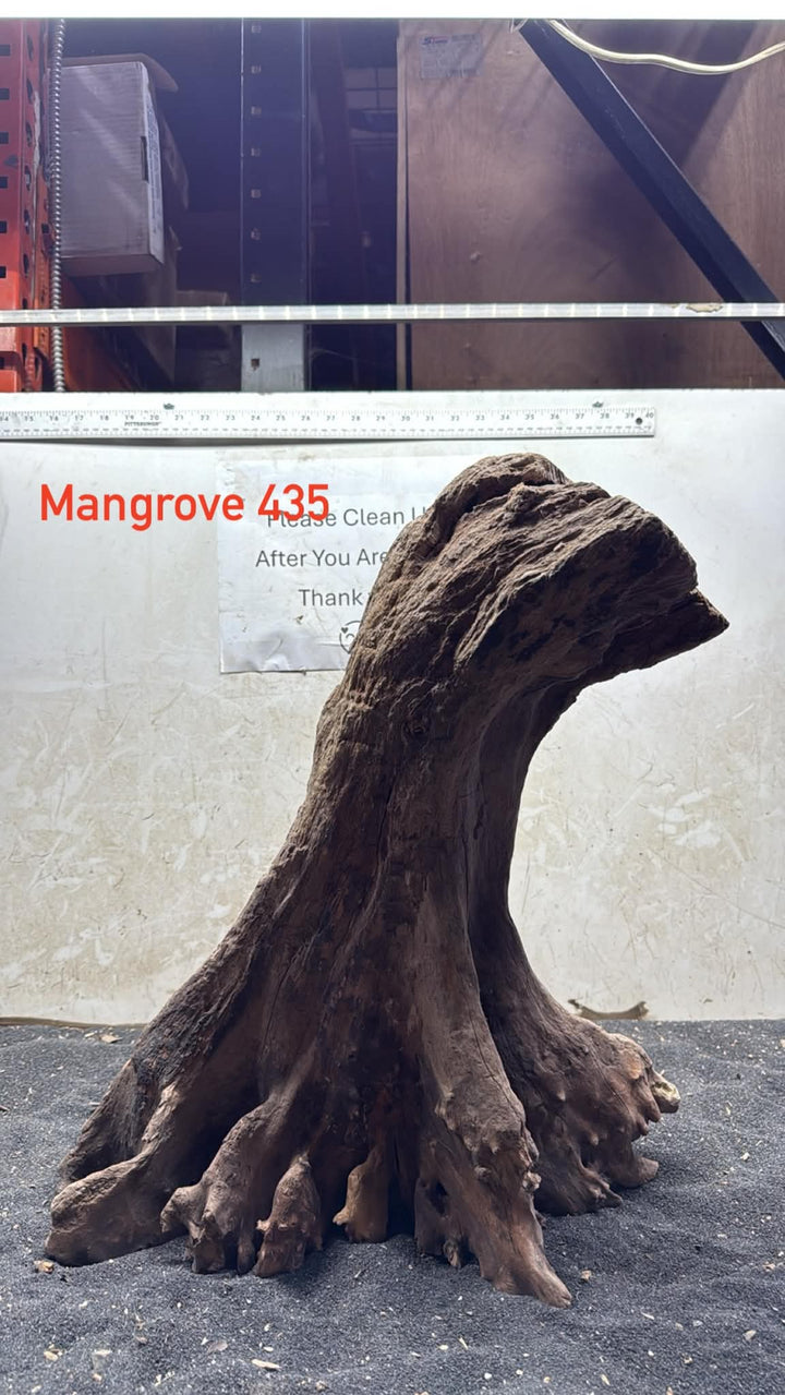 Mangrove Tree Stump 435