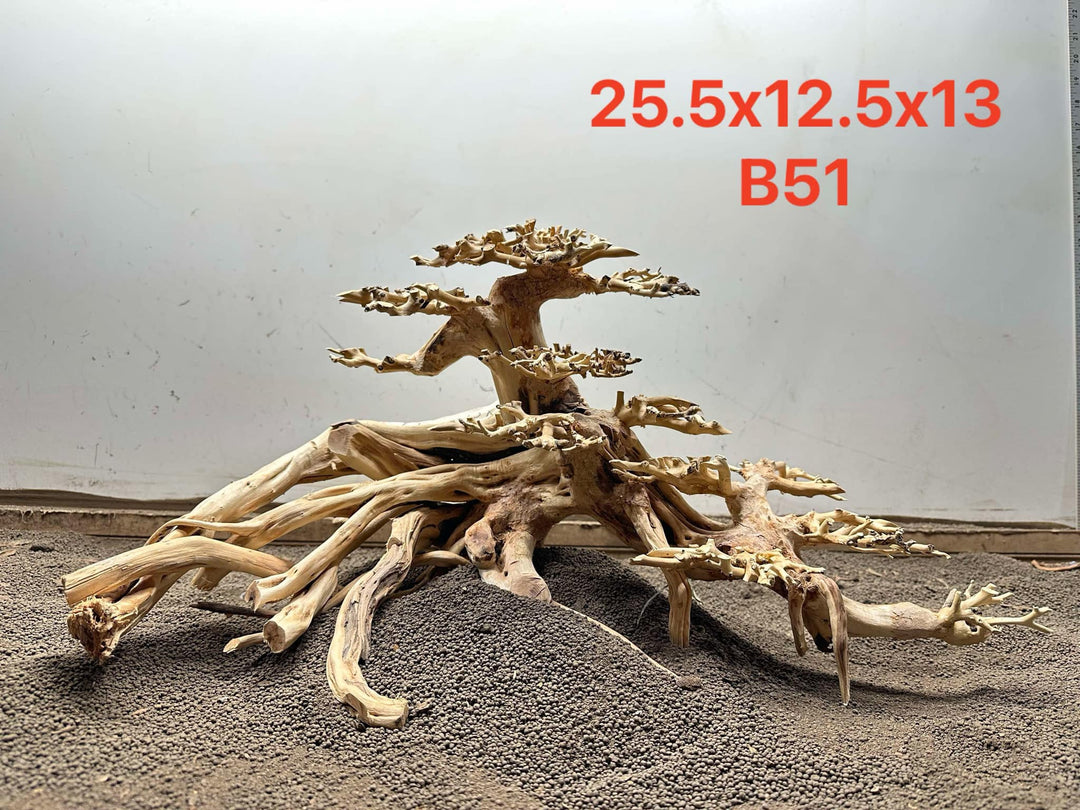 Bonsai Driftwood B51