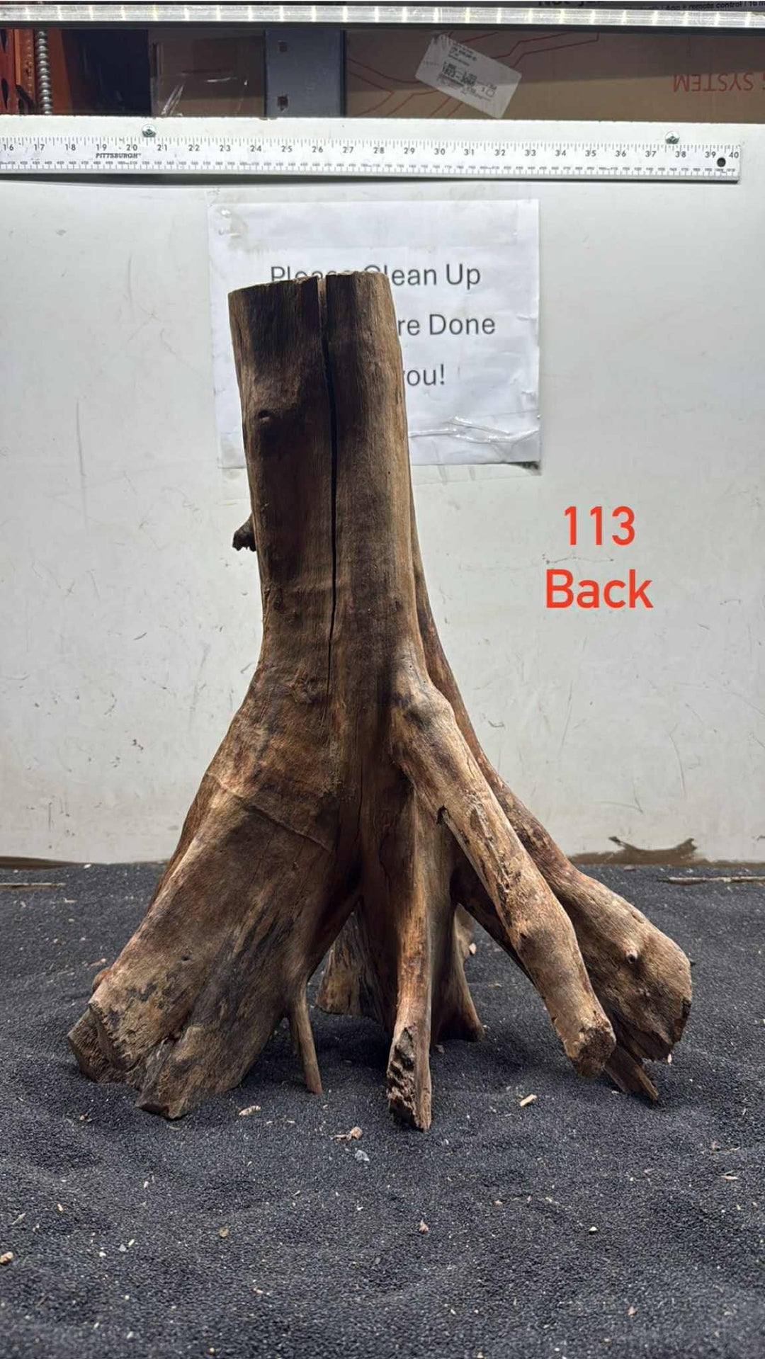 Mangrove Tree Stump 113