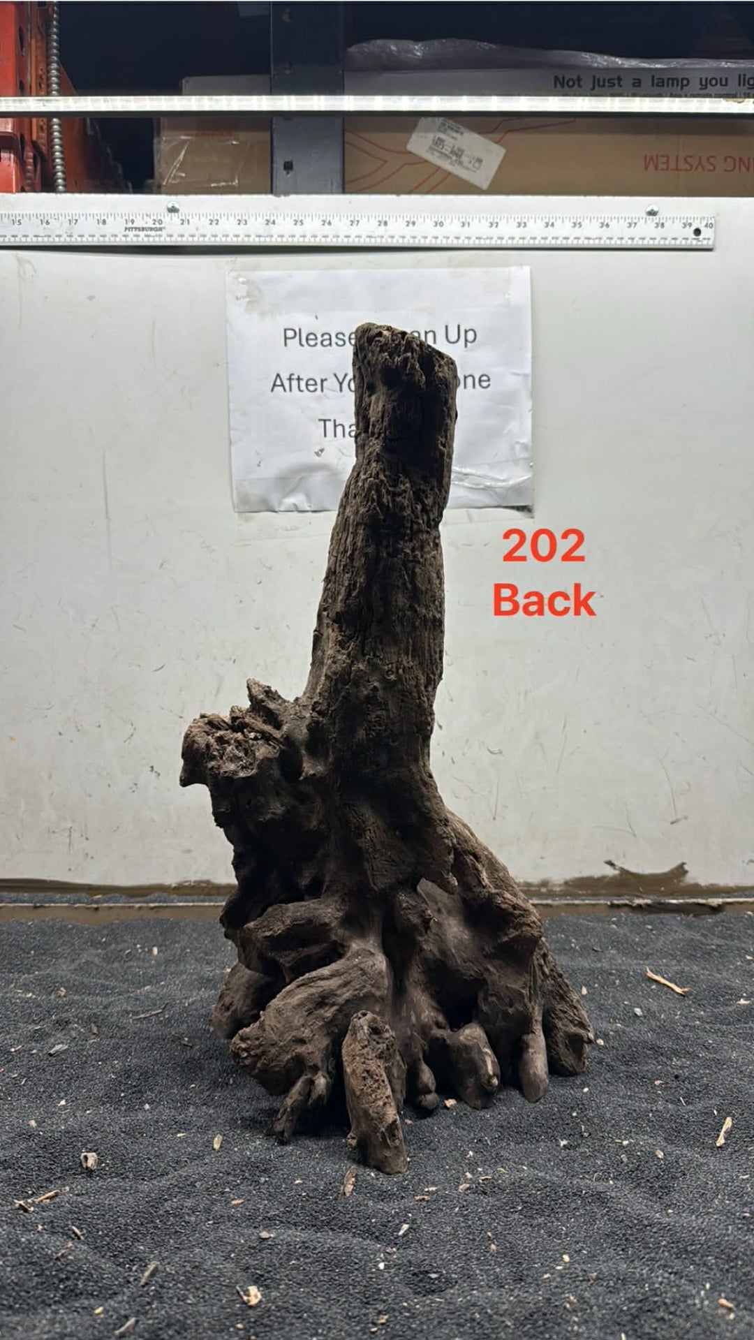Mangrove Tree Stump 202