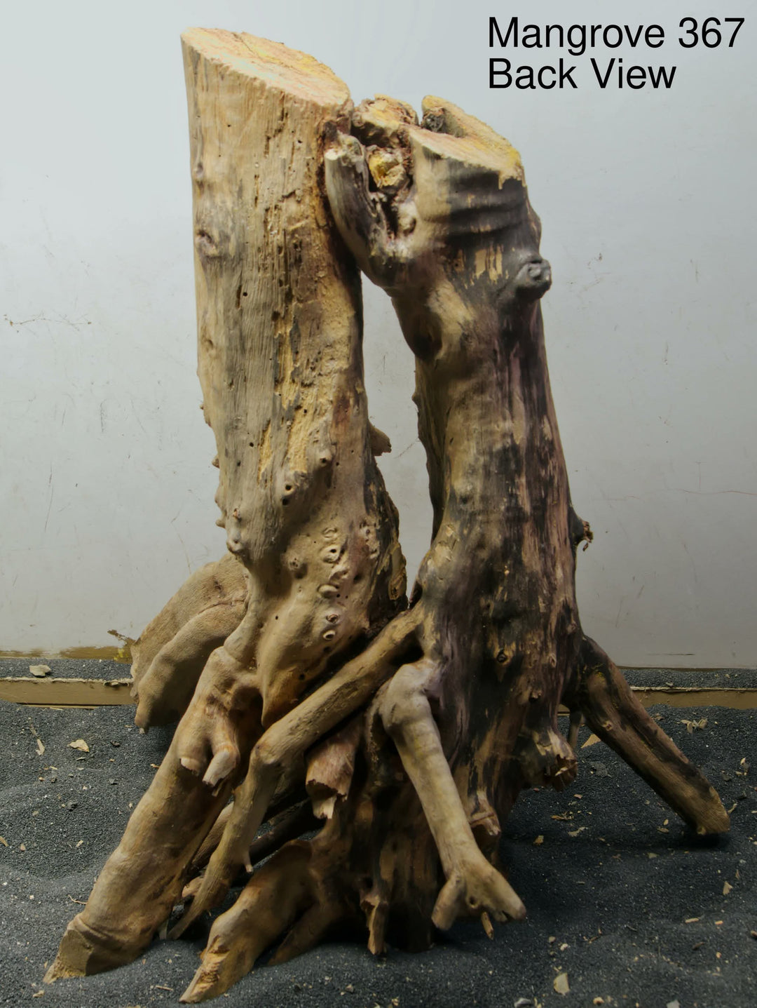 Mangrove Tree Stump 367