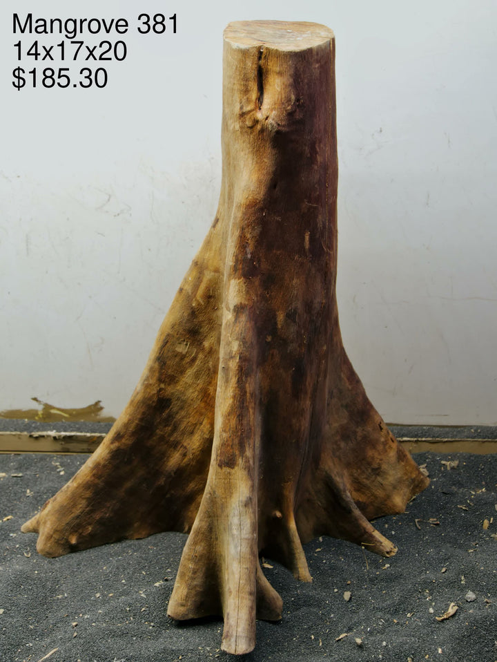 Mangrove Tree Stump 381