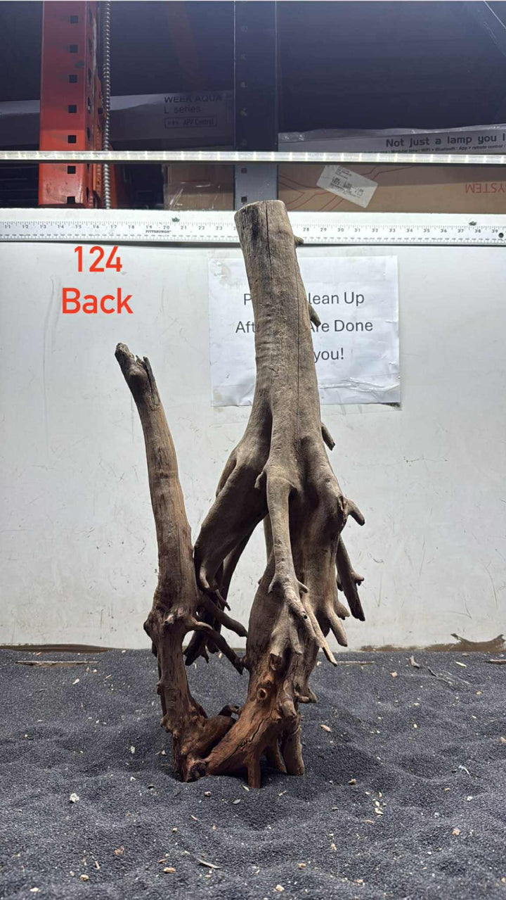 Mangrove Tree Stump 124