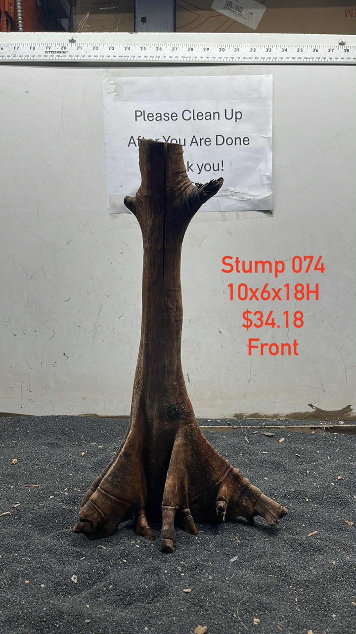 Mangrove Tree Stump 074