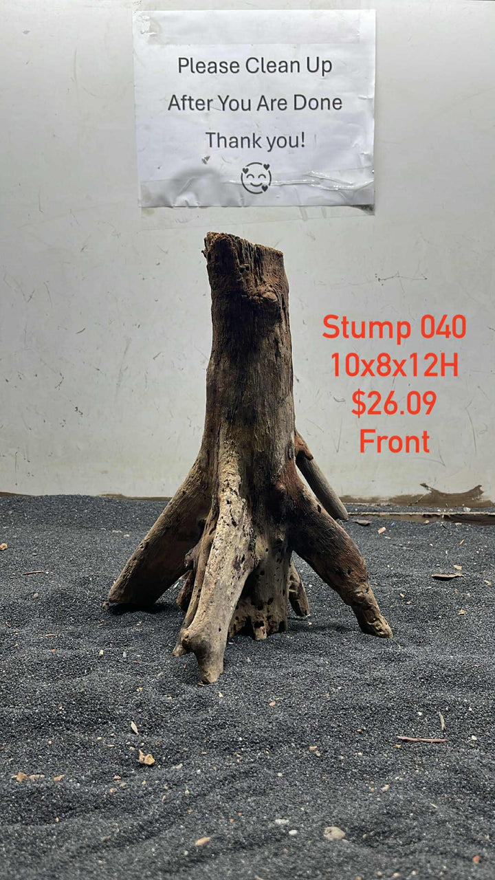 Mangrove Tree Stump 040