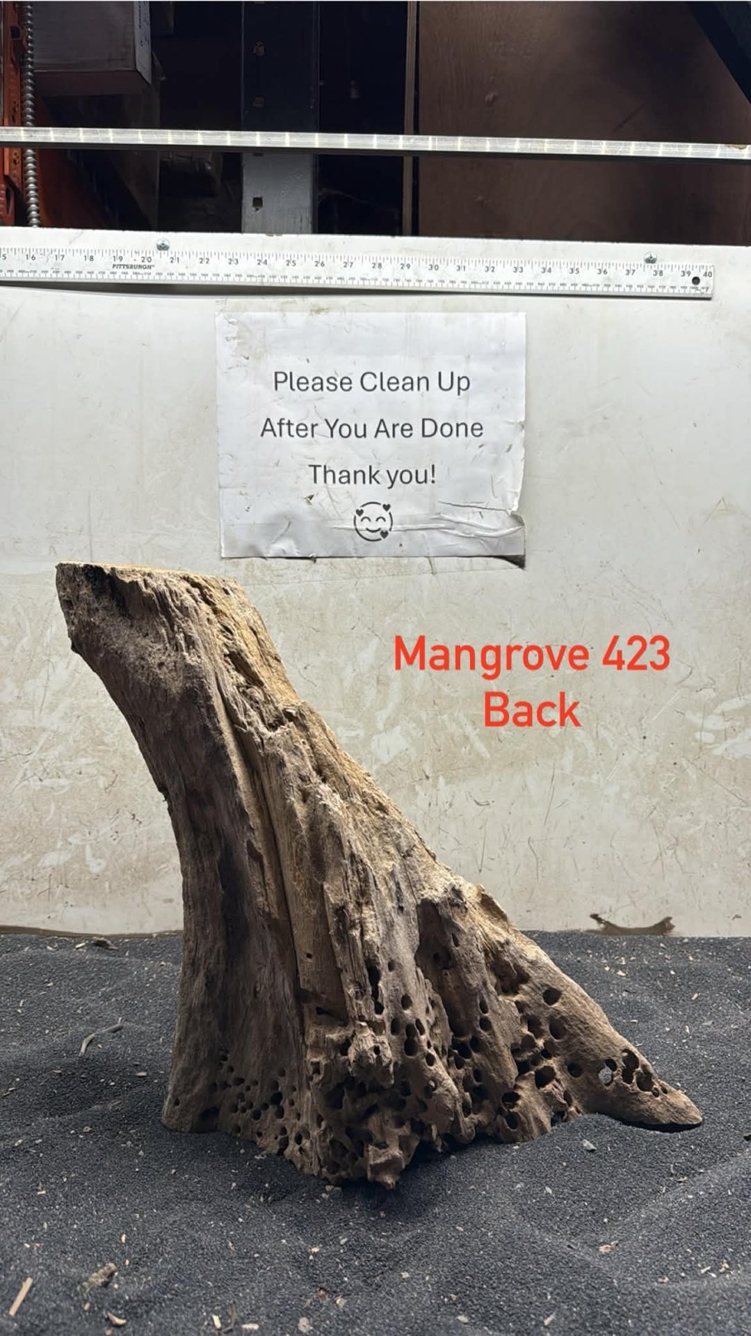Mangrove Tree Stump 423