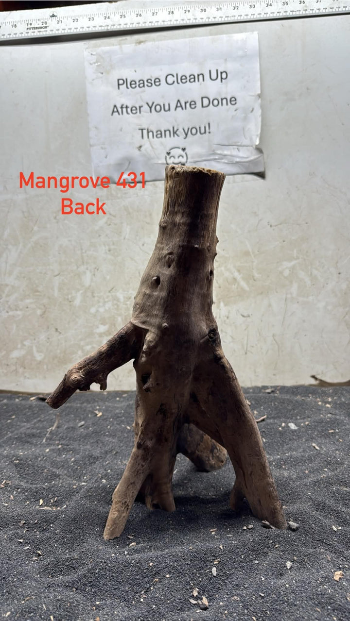 Mangrove Tree Stump 431