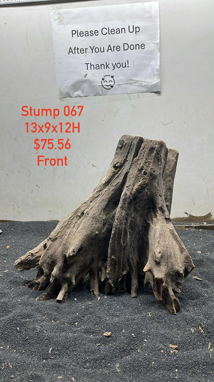 Mangrove Tree Stump 067