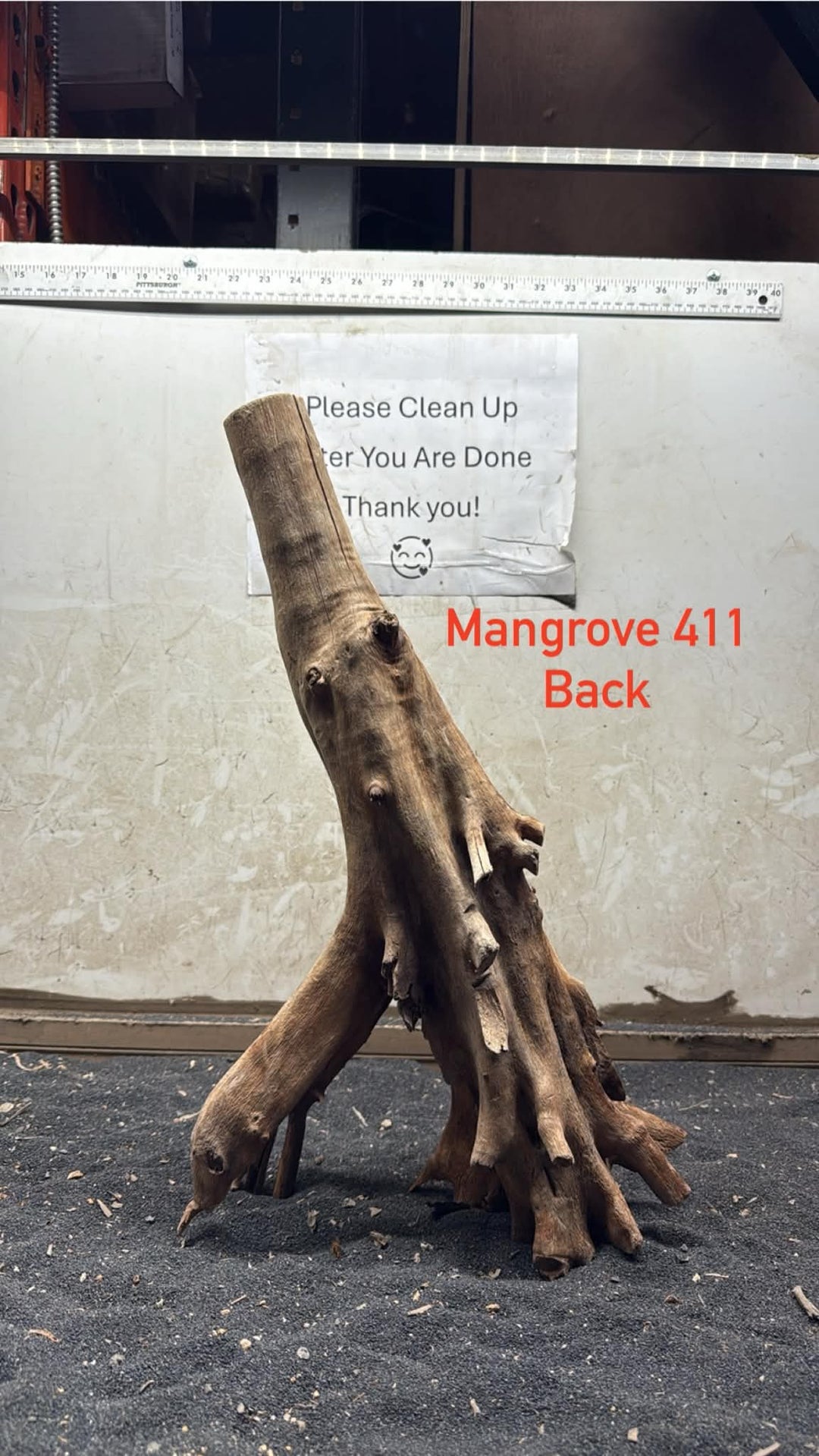Mangrove Tree Stump 411