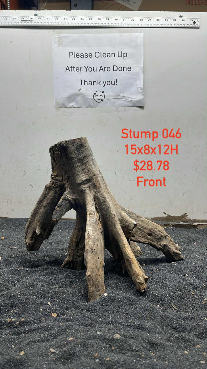 Mangrove Tree Stump 046