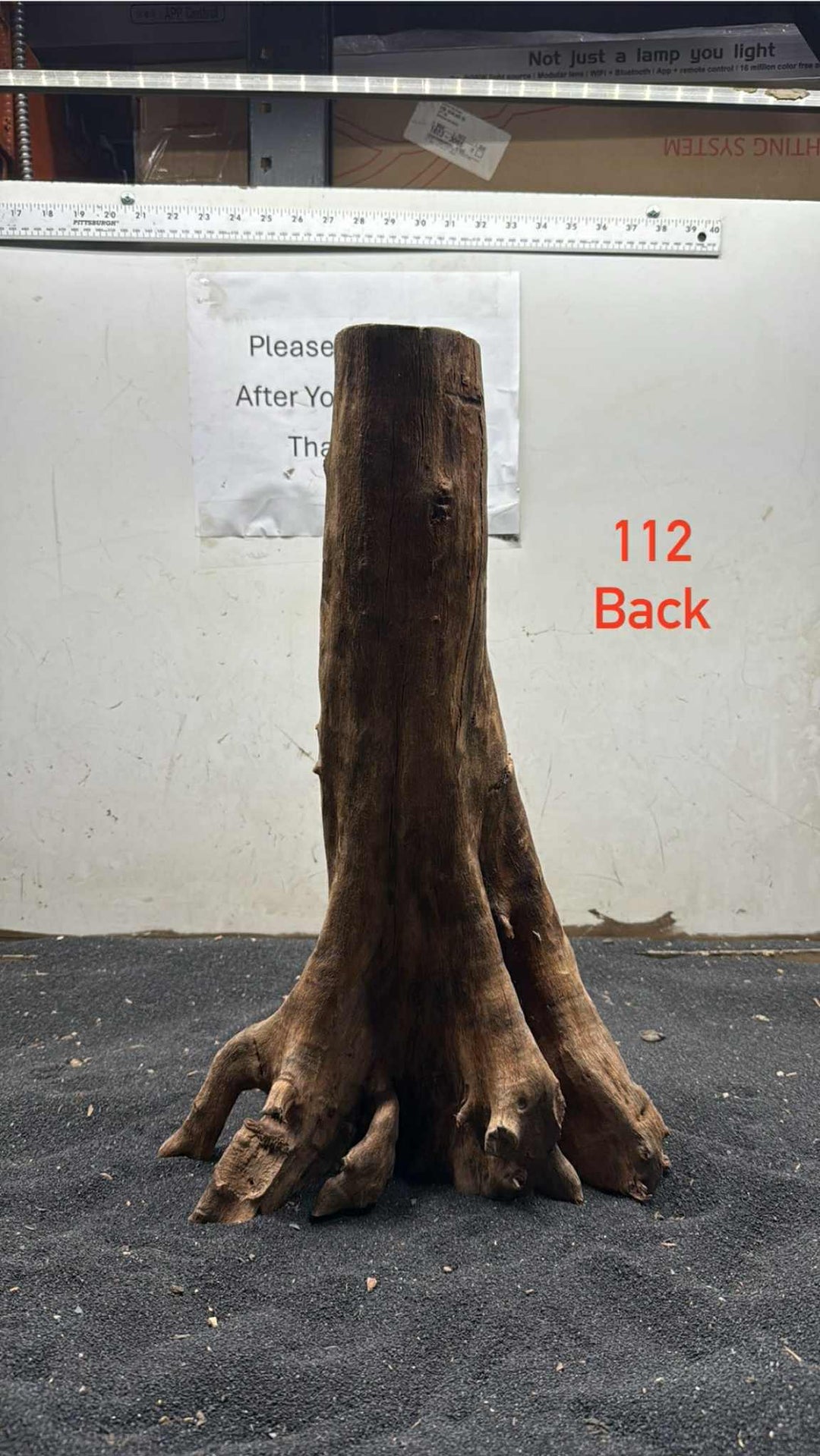 Mangrove Tree Stump 112
