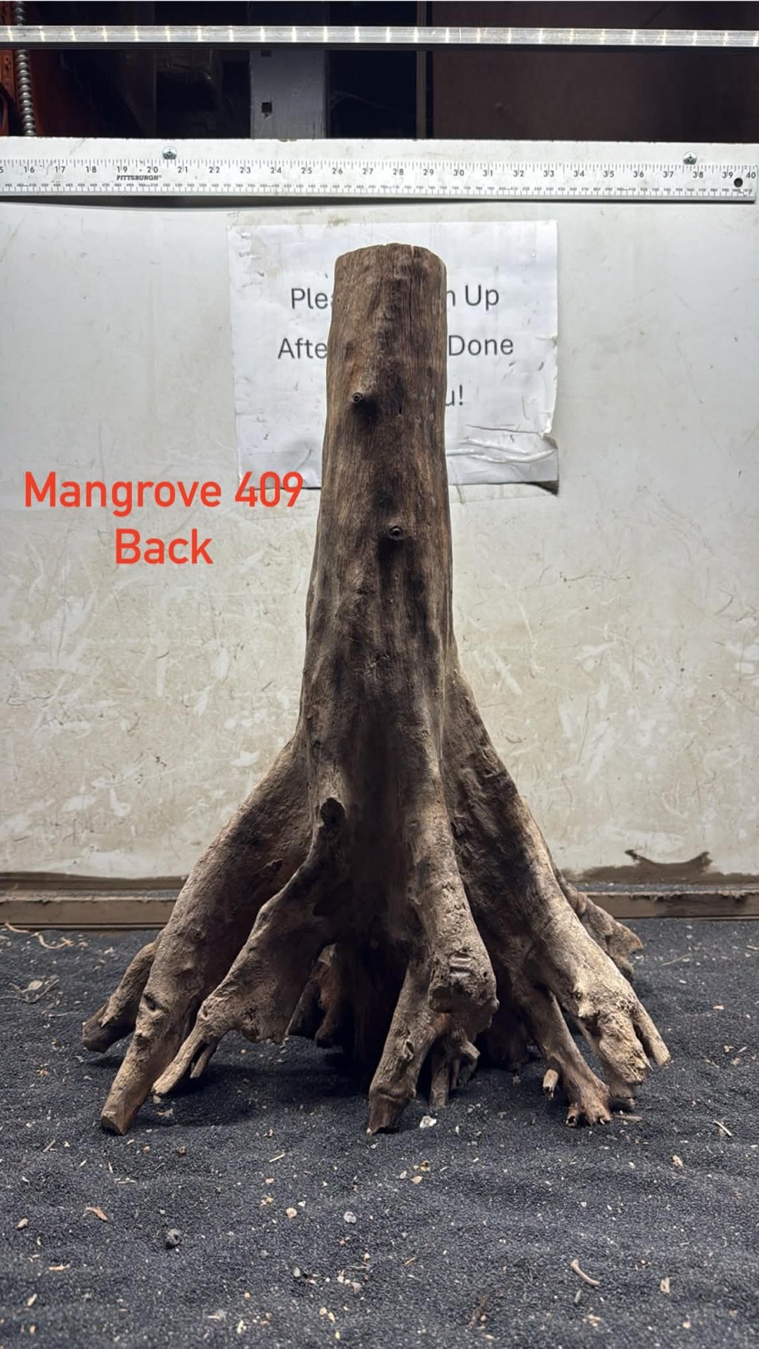 Mangrove Tree Stump 409