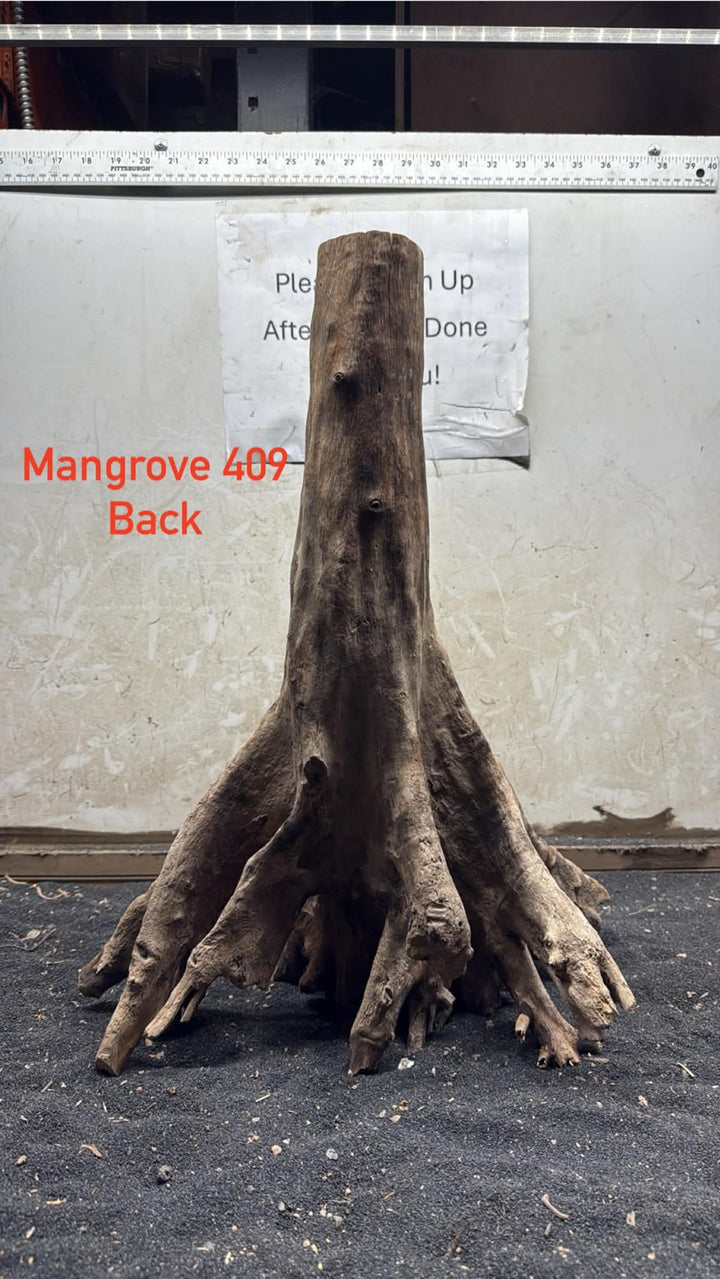 Mangrove Tree Stump 409
