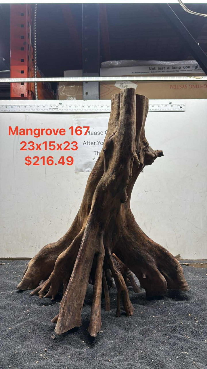 Mangrove Tree Stump 167