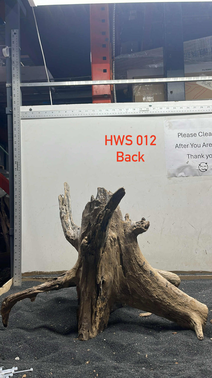Hardwood Stump 012