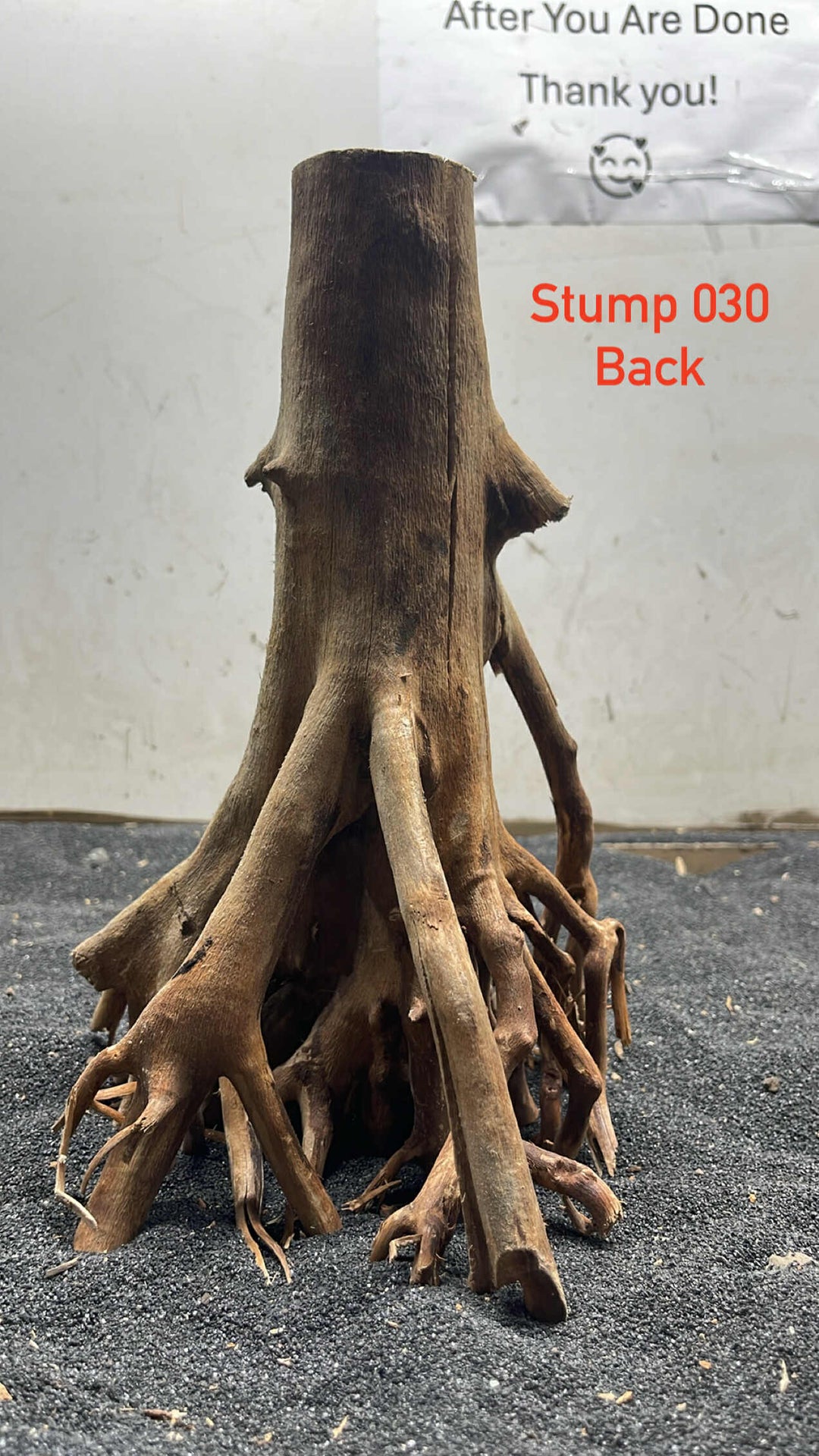 Mangrove Tree Trump 030