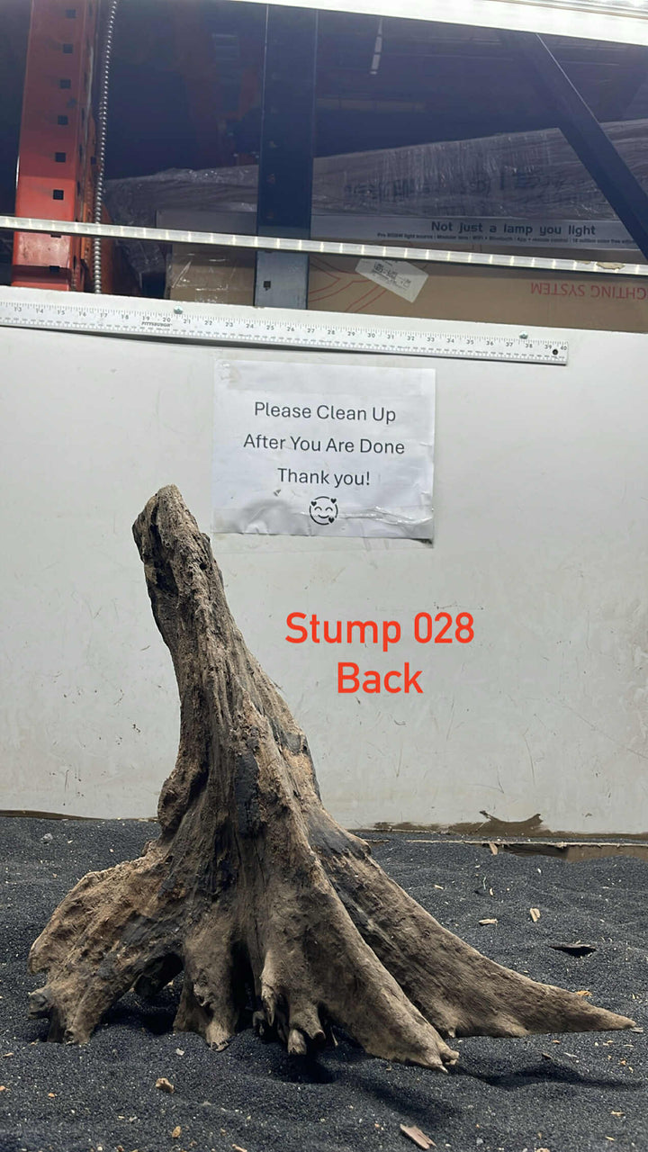 Mangrove Tree Stump 028
