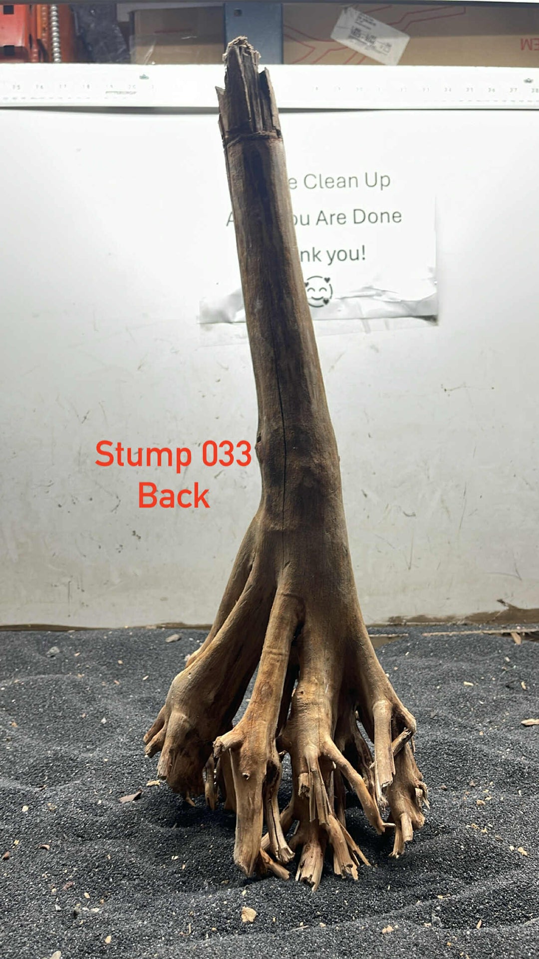 Mangrove Tree Stump 033