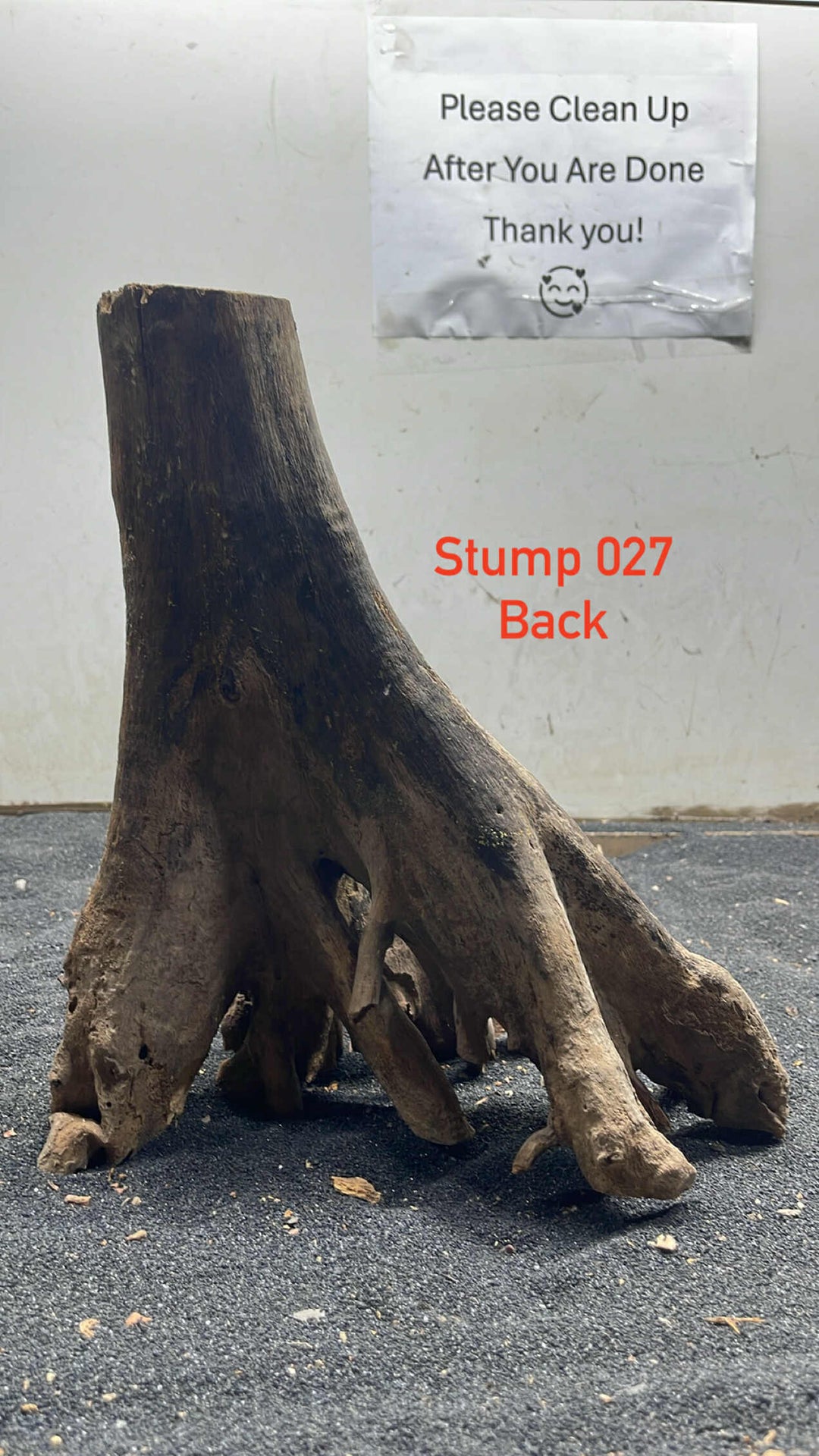 Mangrove Tree Stump 027