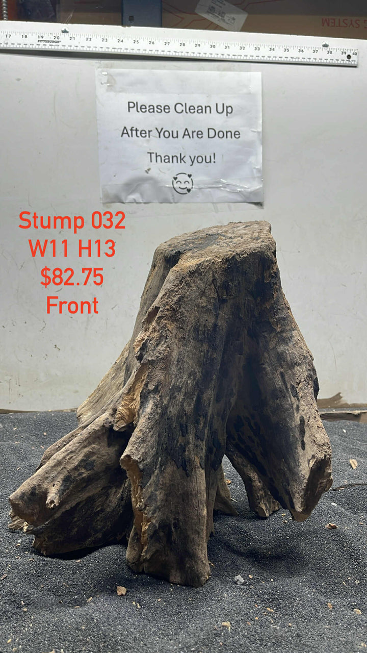 Mangrove Tree Stump 032
