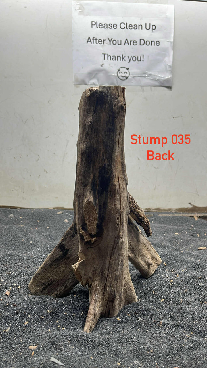 Mangrove Tree Trump 035