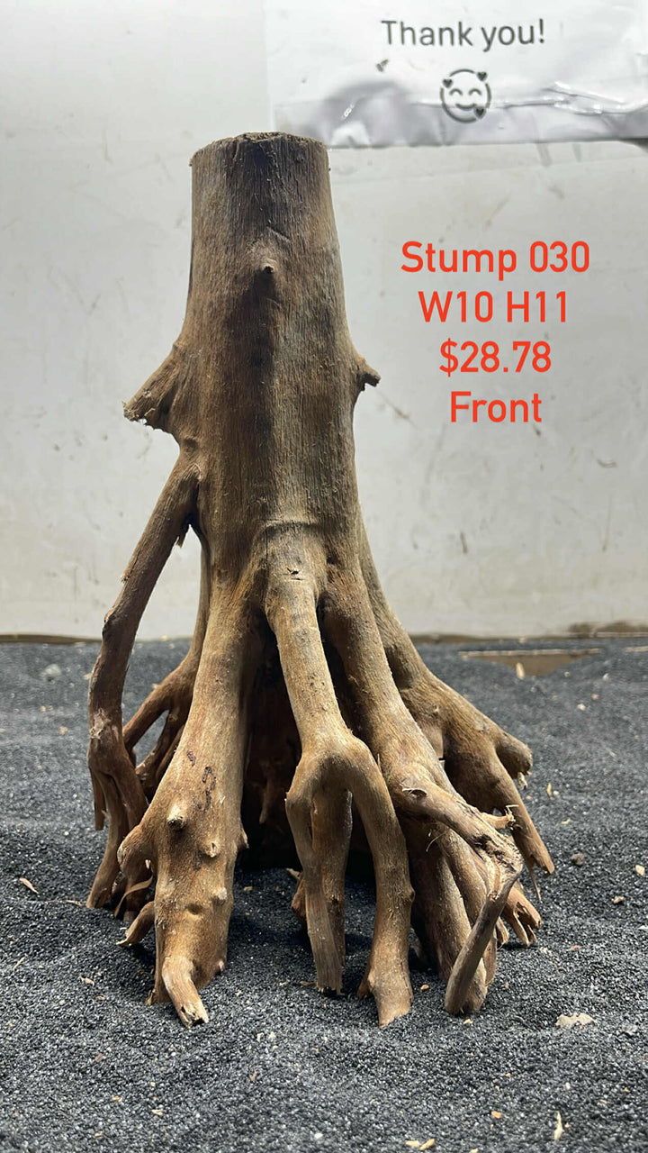 Mangrove Tree Trump 030