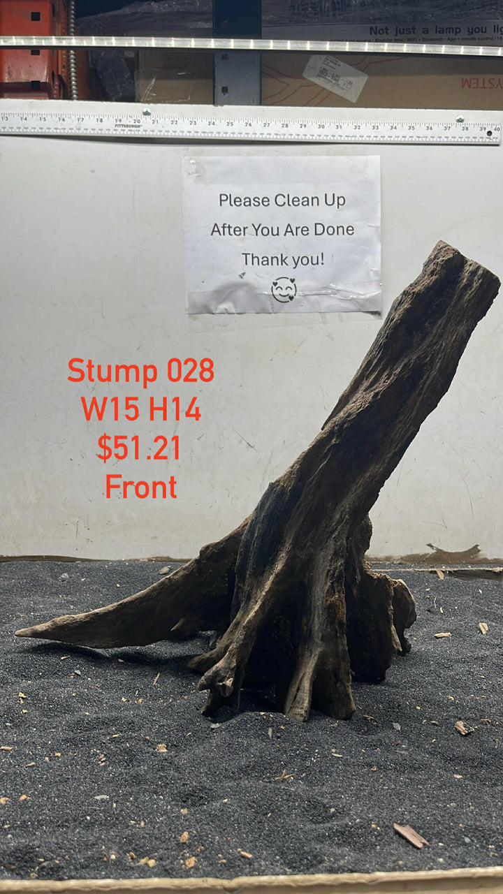 Mangrove Tree Stump 028