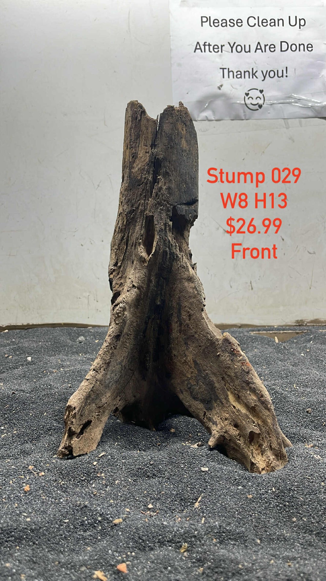 Mangrove Tree Trump 029