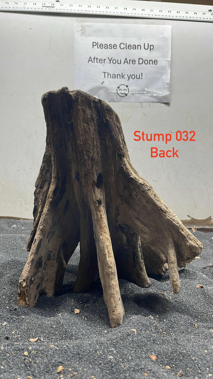 Mangrove Tree Stump 032