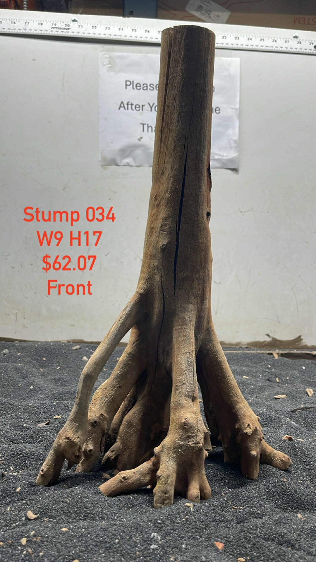Mangrove Tree Trump 034