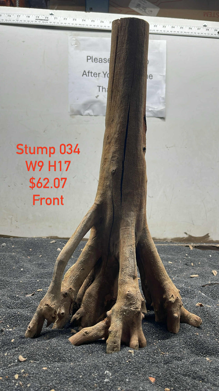 Mangrove Tree Trump 034
