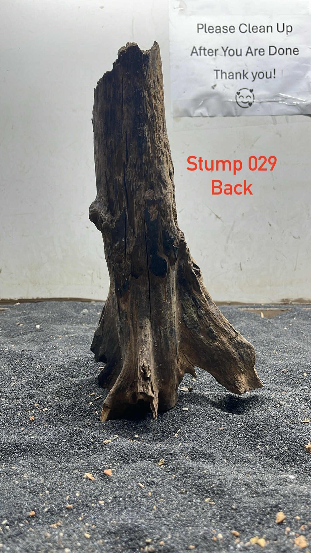 Mangrove Tree Trump 029