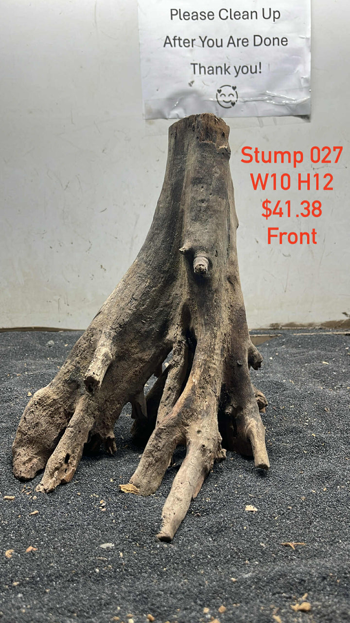 Mangrove Tree Stump 027